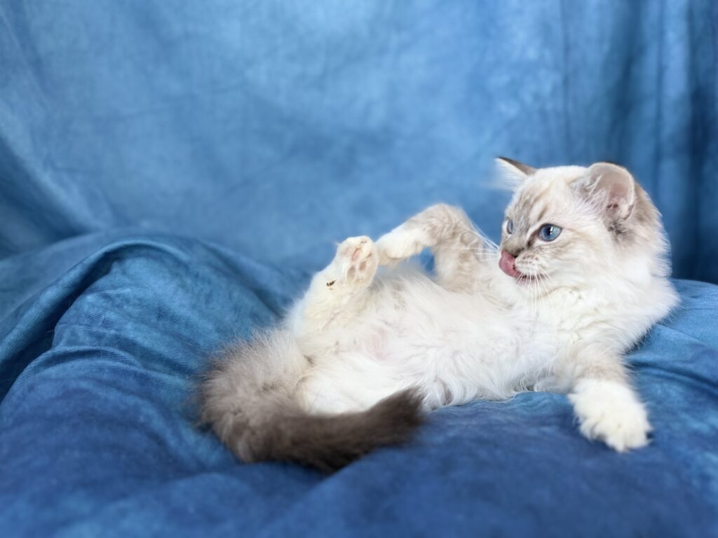 Ragdollkittens.co.uk