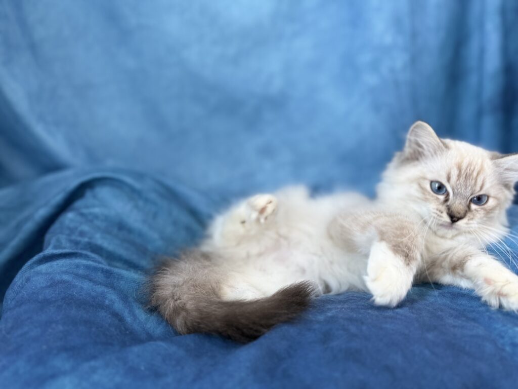 Ragdollkittens.co.uk