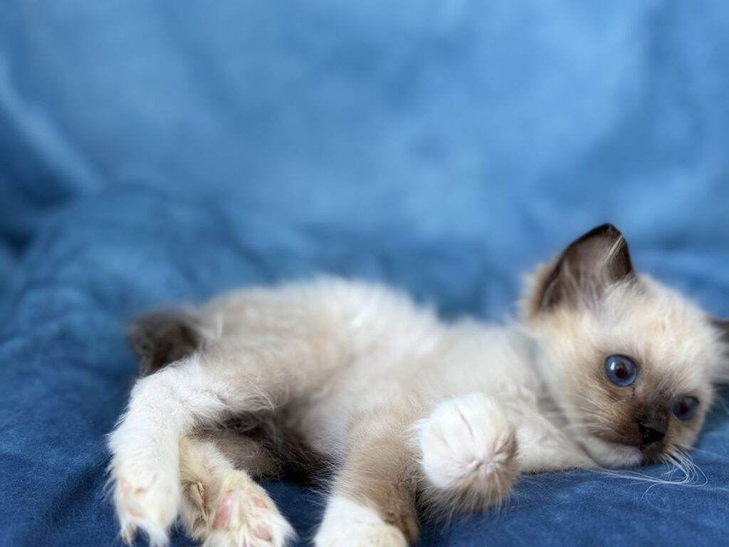 Ragdollkittens.co.uk
