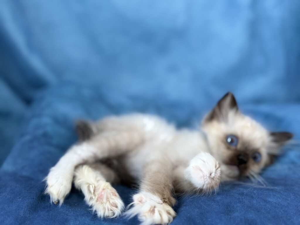 Ragdollkittens.co.uk