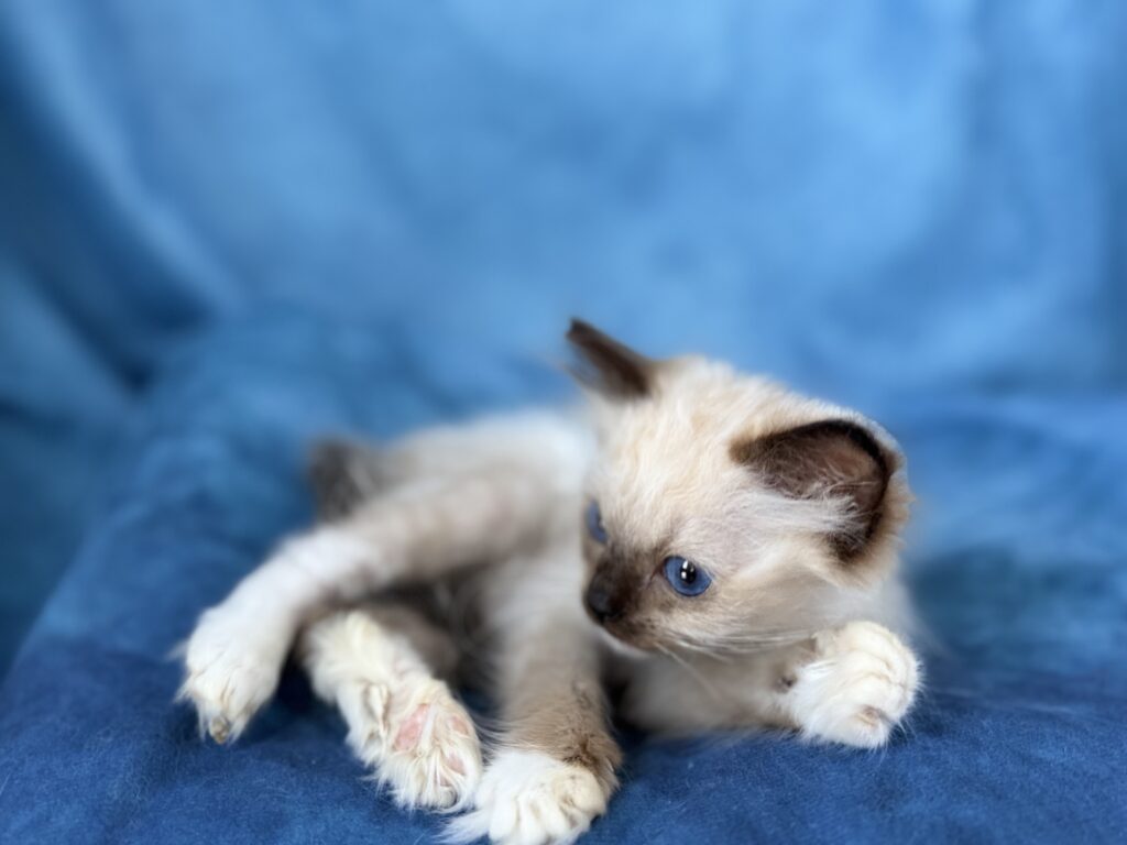 Ragdollkittens.co.uk