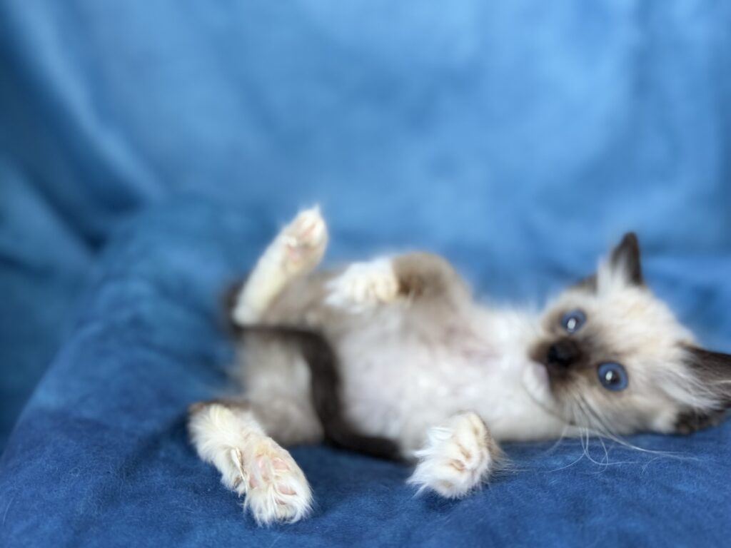 Ragdollkittens.co.uk