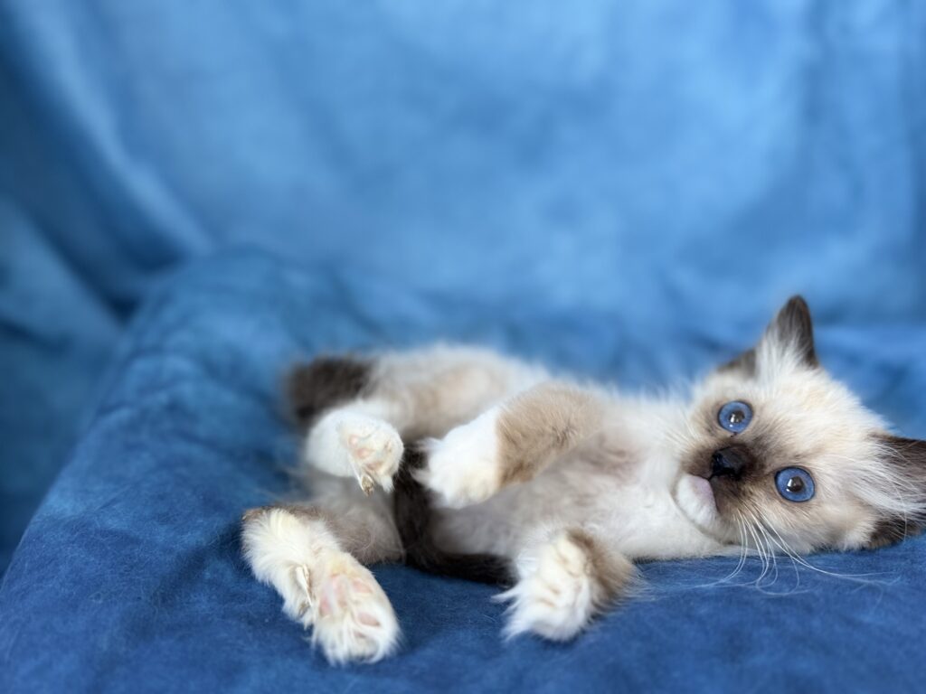 Ragdollkittens.co.uk