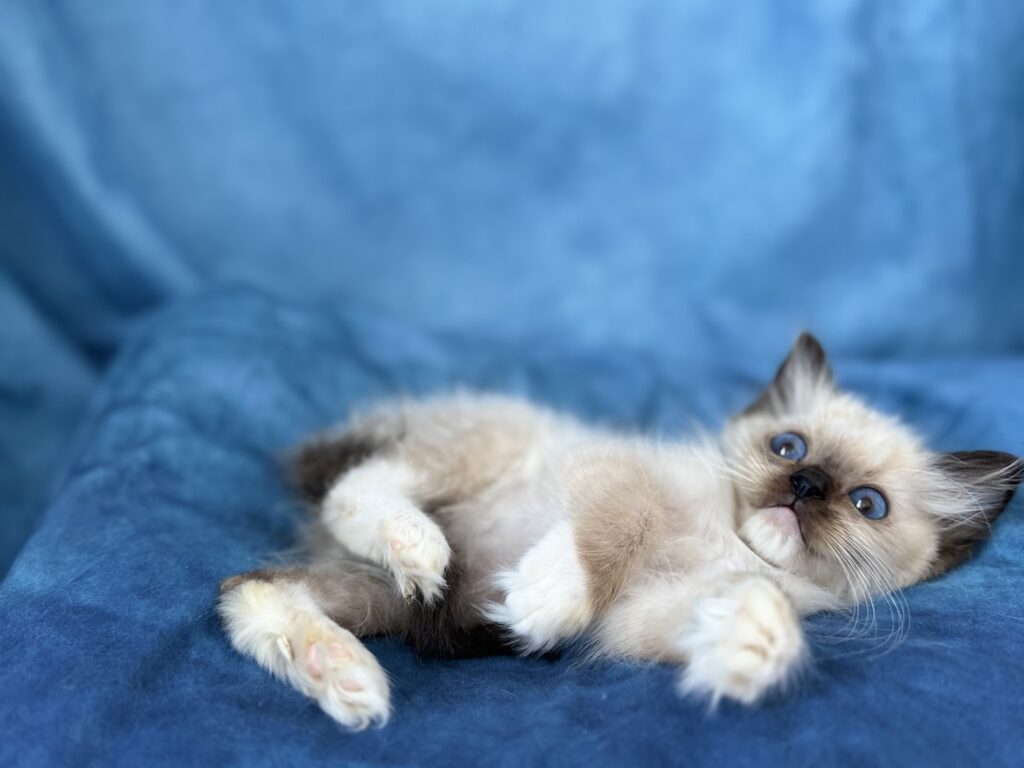 Ragdollkittens.co.uk