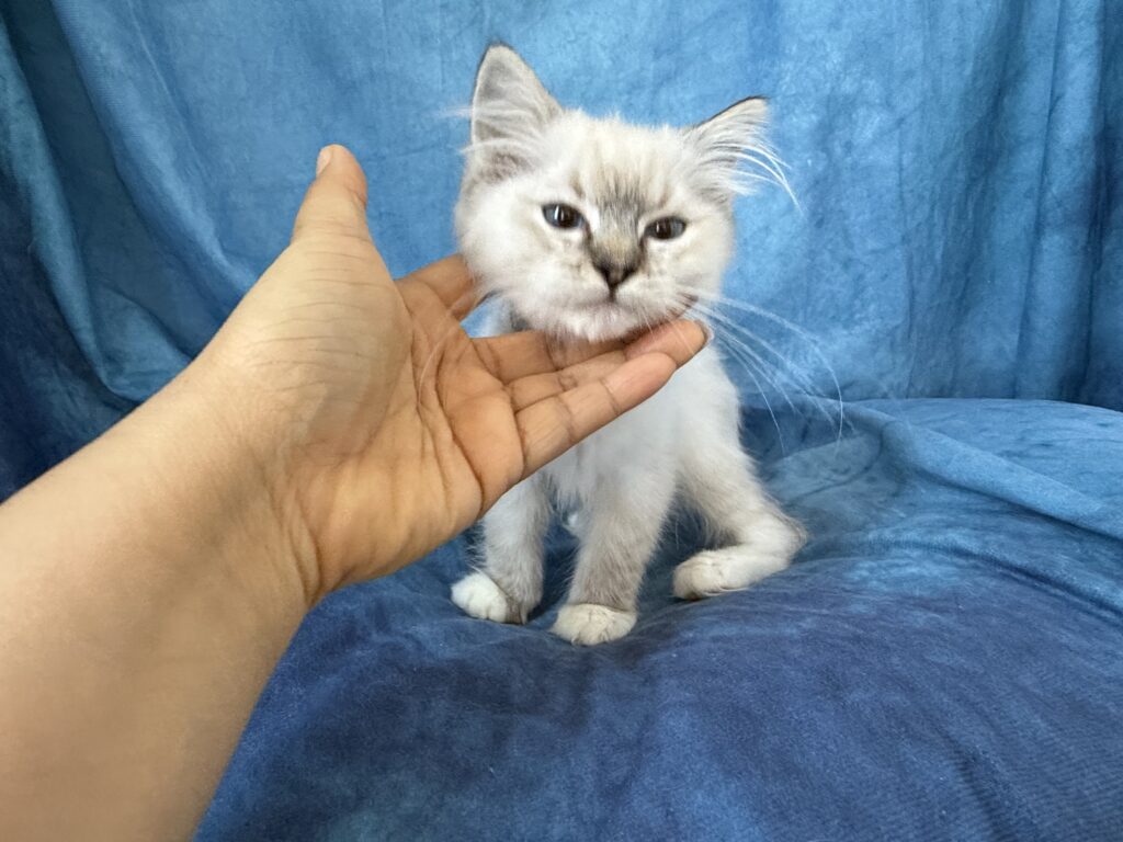 Ragdollkittens.co.uk