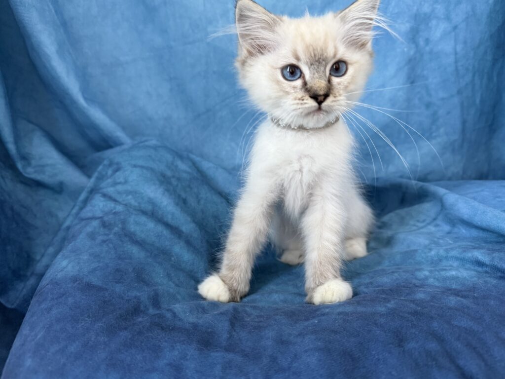 Ragdollkittens.co.uk