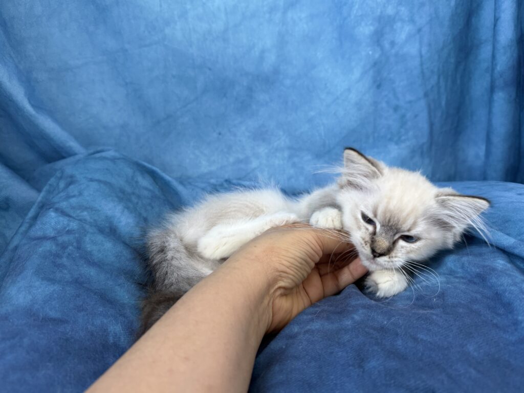 Ragdollkittens.co.uk