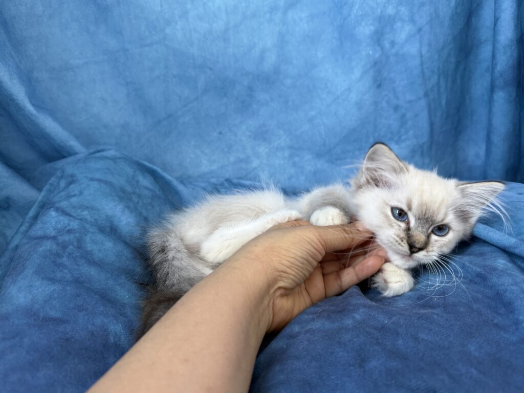 Ragdollkittens.co.uk