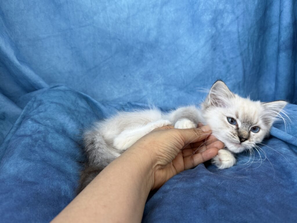 Ragdollkittens.co.uk