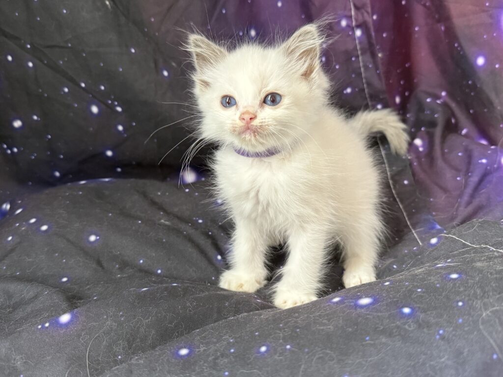Ragdollkittens.co.uk