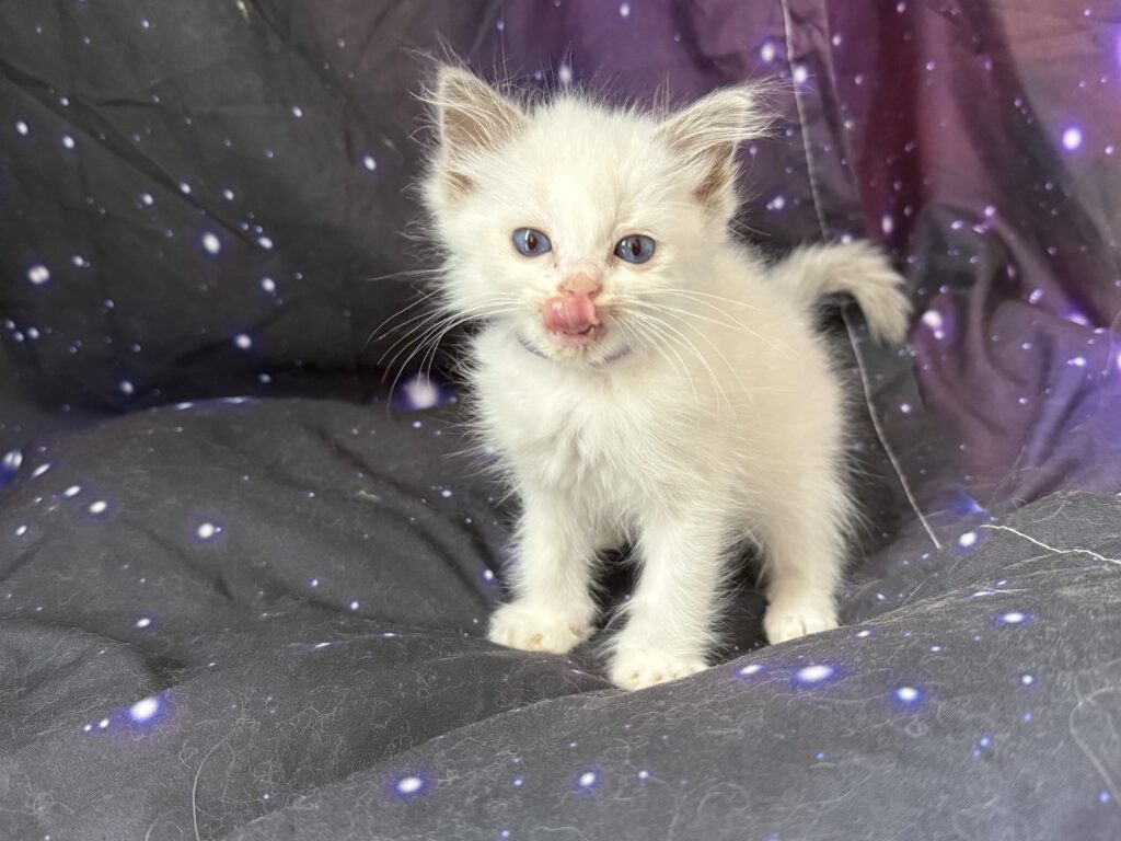Ragdollkittens.co.uk