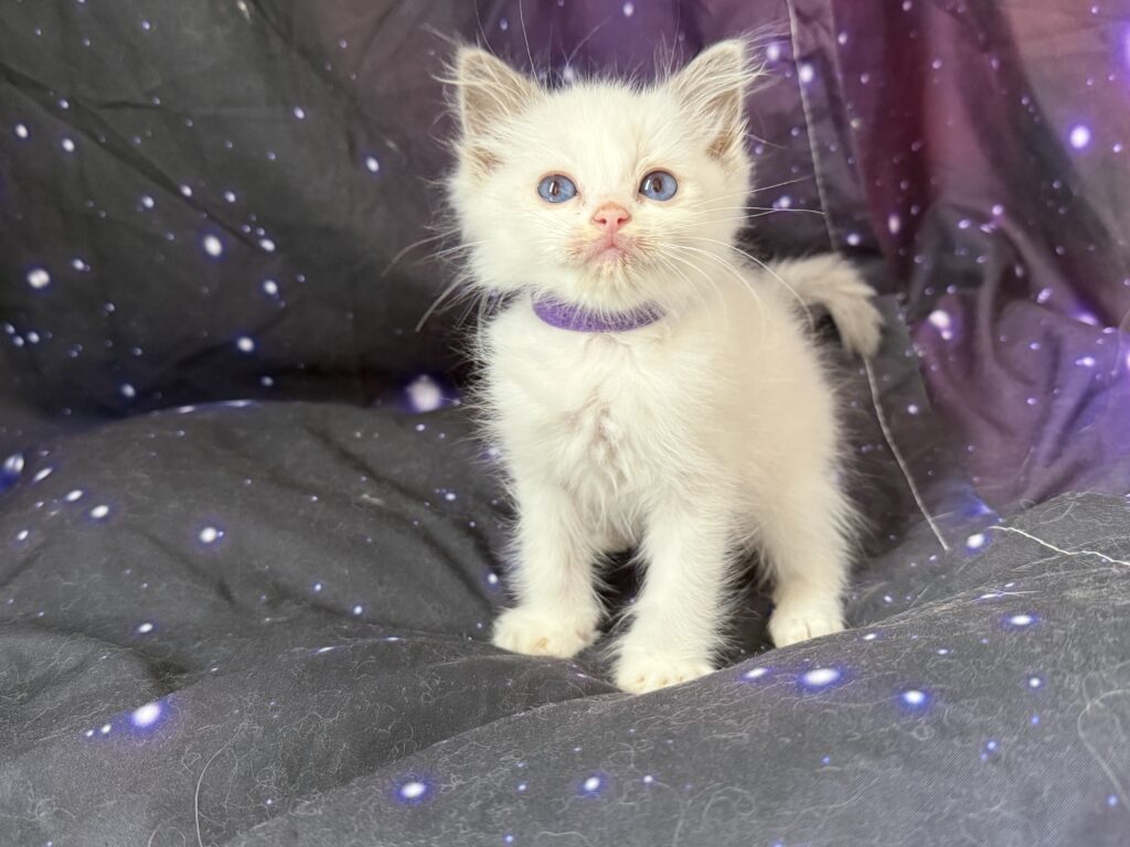 Ragdollkittens.co.uk