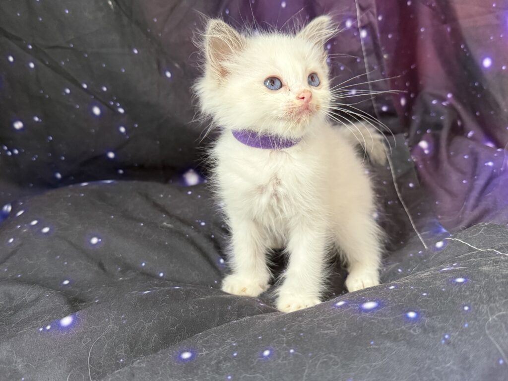 Ragdollkittens.co.uk
