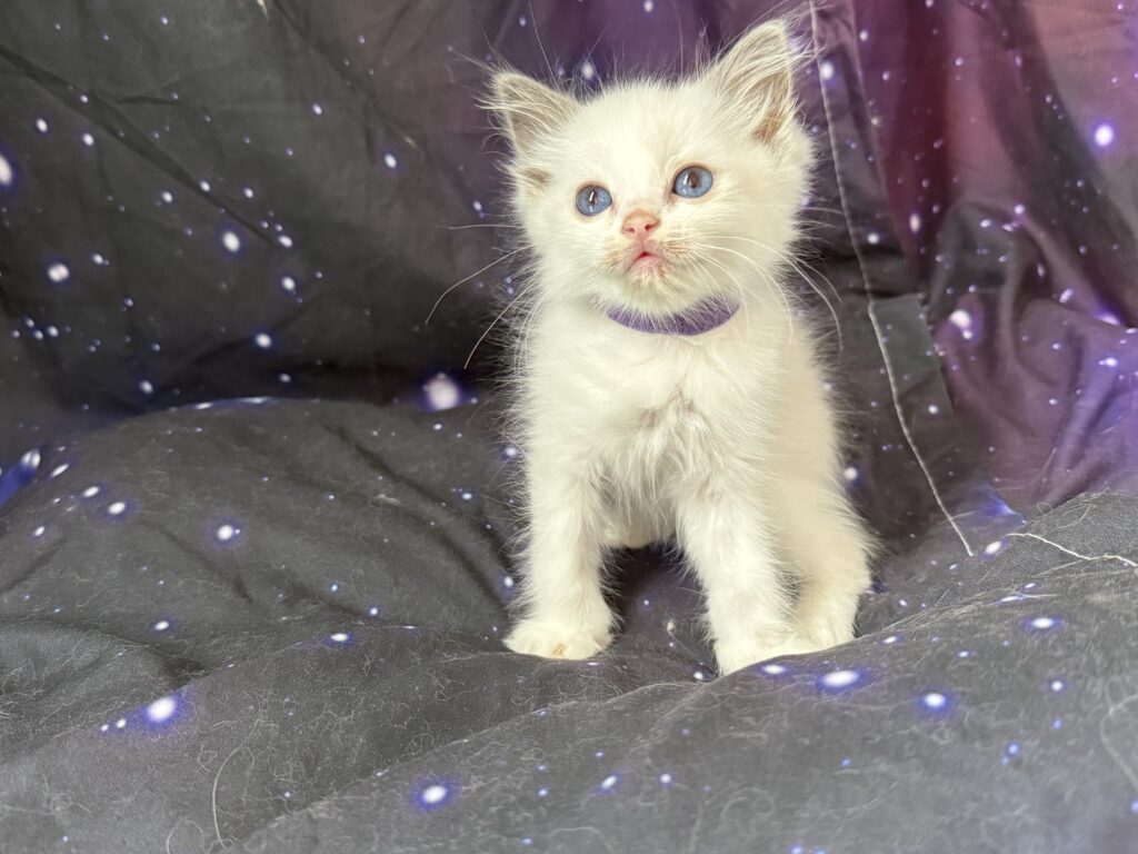 Ragdollkittens.co.uk