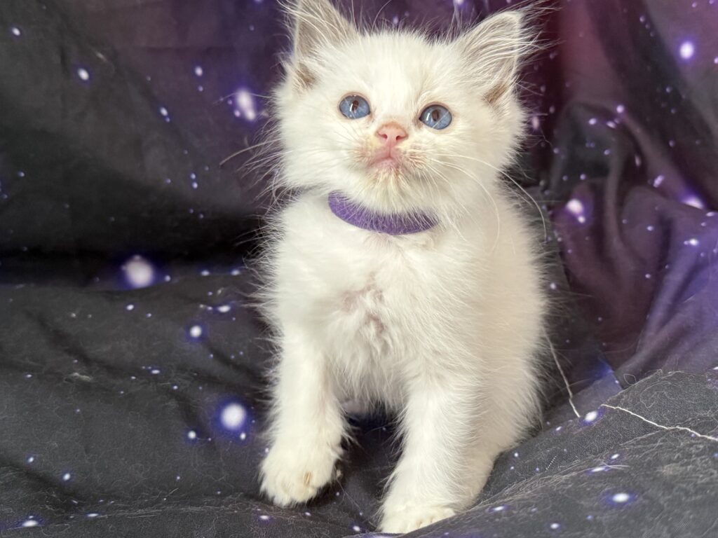Ragdollkittens.co.uk