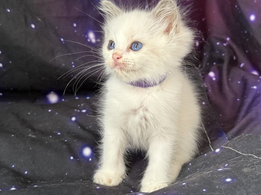 Ragdollkittens.co.uk