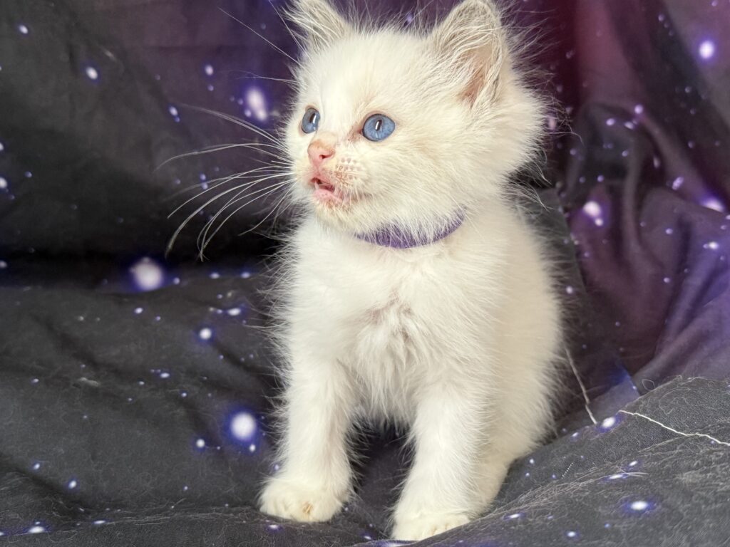 Ragdollkittens.co.uk