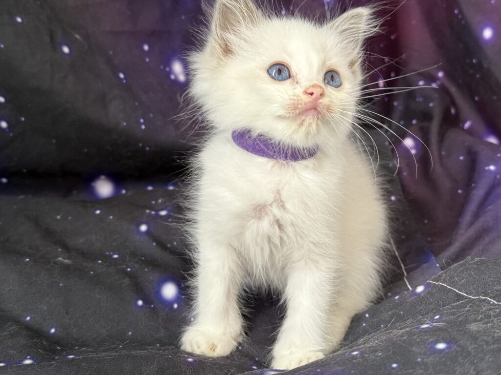 Ragdollkittens.co.uk