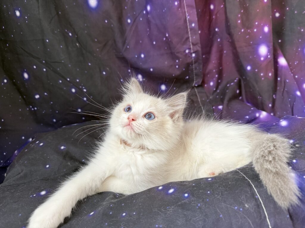 Ragdollkittens.co.uk
