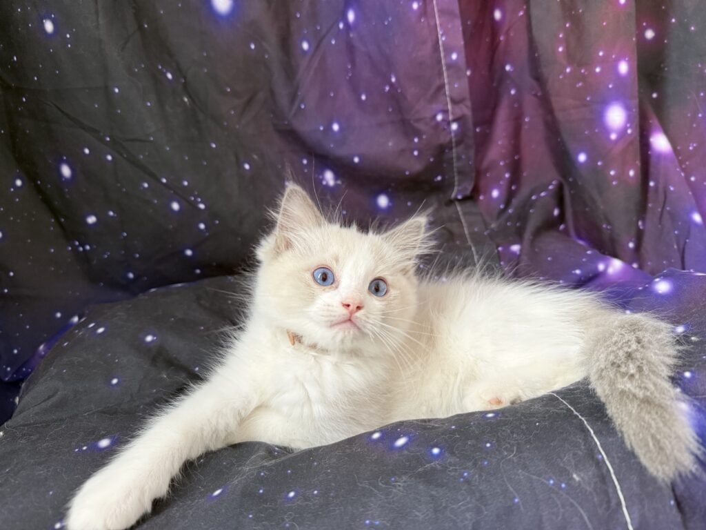Ragdollkittens.co.uk