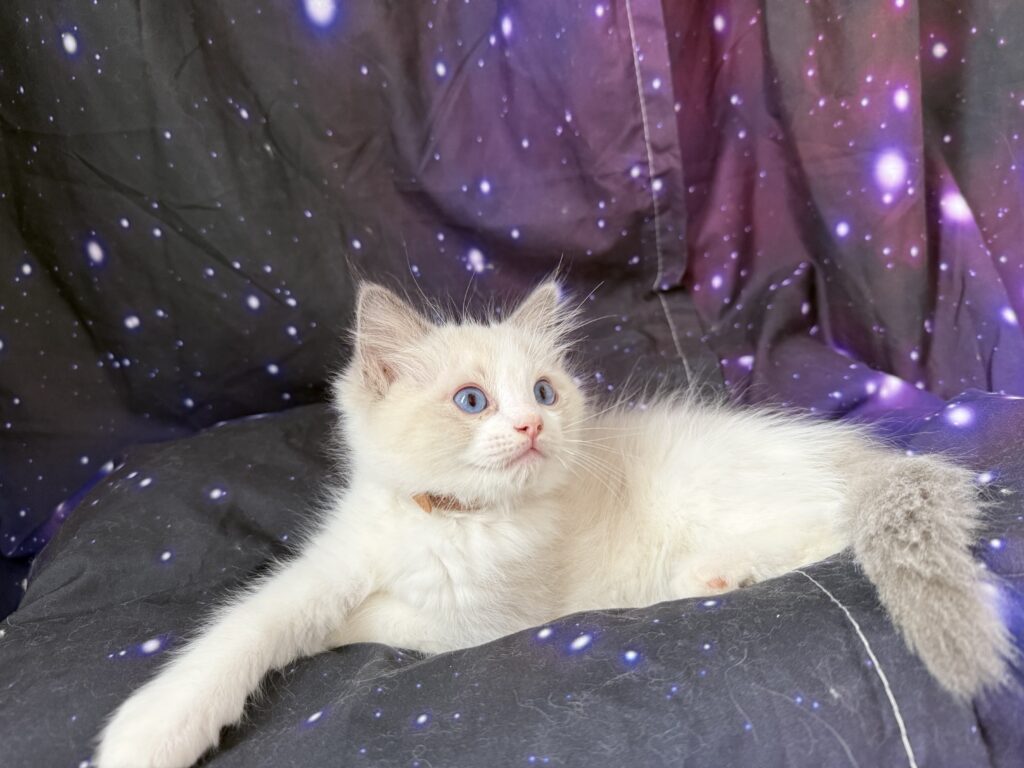 Ragdollkittens.co.uk