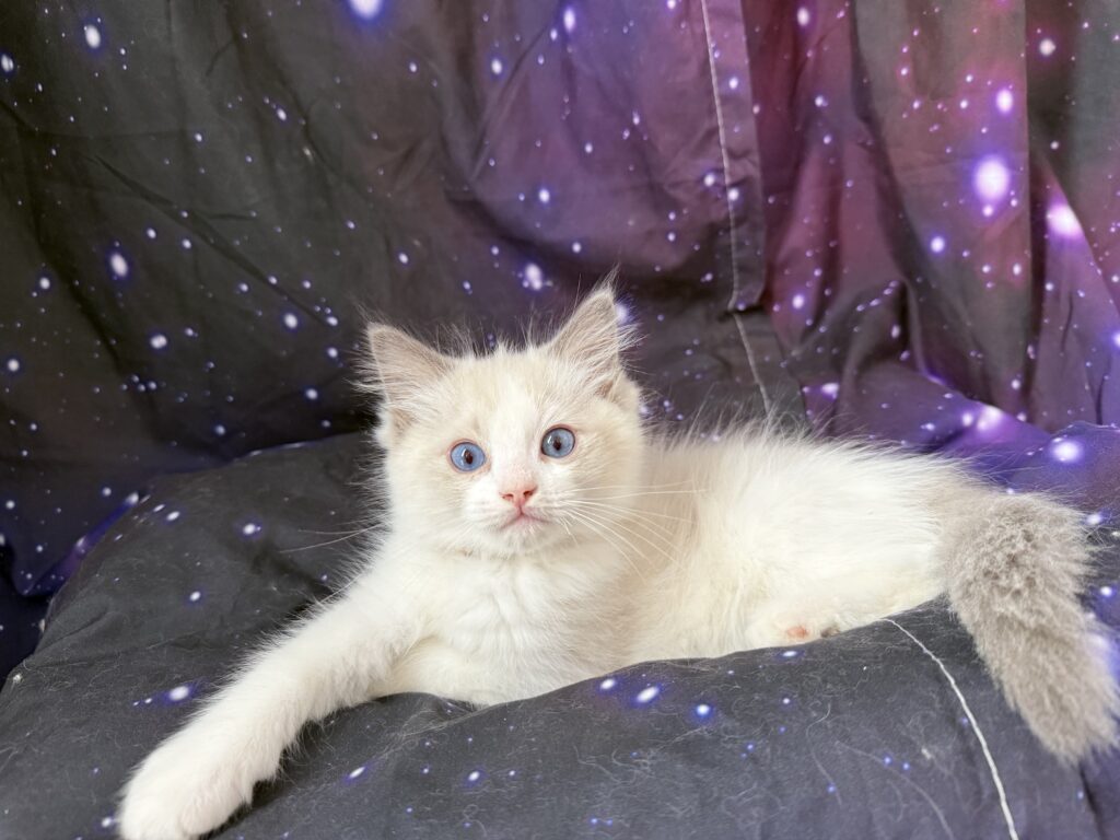 Ragdollkittens.co.uk
