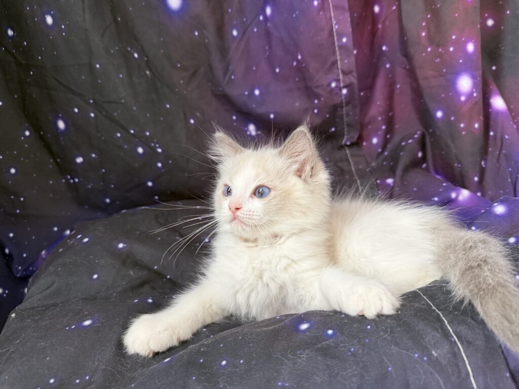 Ragdollkittens.co.uk