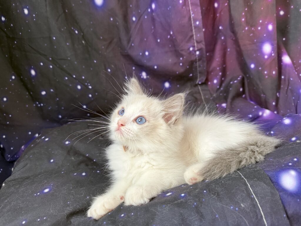 Ragdollkittens.co.uk