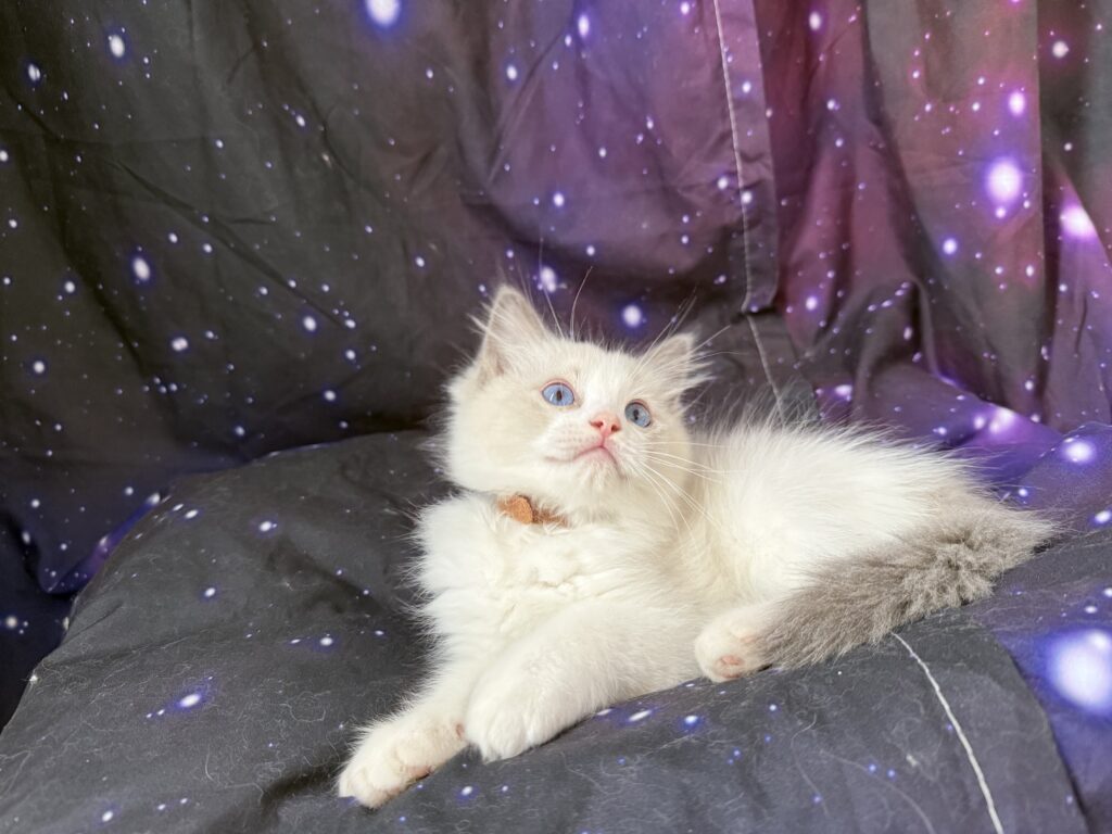 Ragdollkittens.co.uk