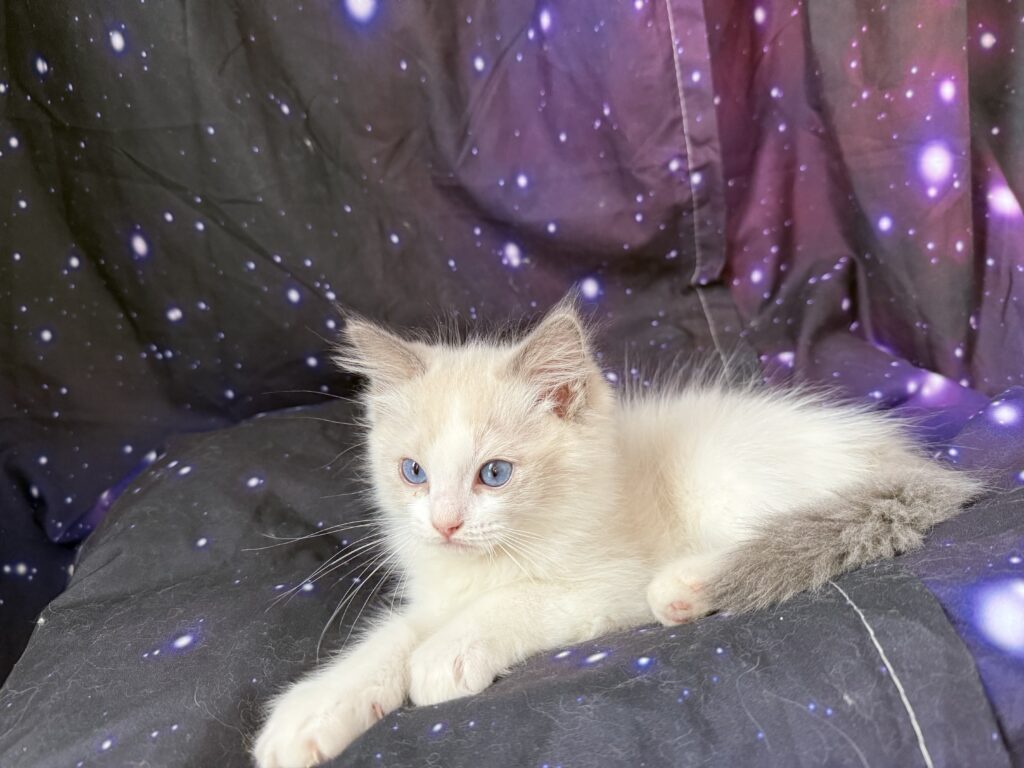 Ragdollkittens.co.uk