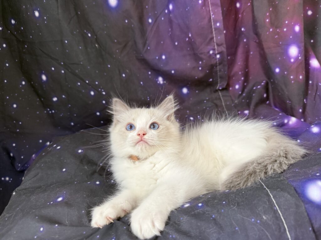 Ragdollkittens.co.uk