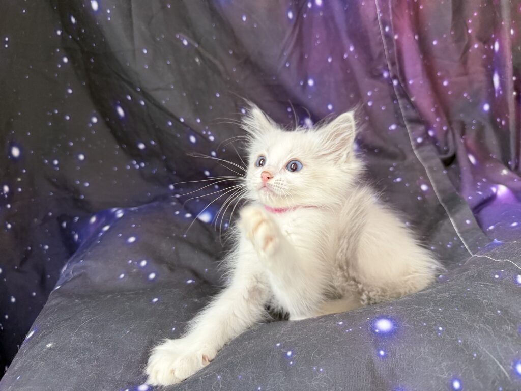 Ragdollkittens.co.uk