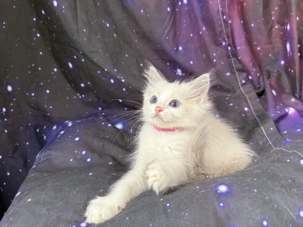 Ragdollkittens.co.uk