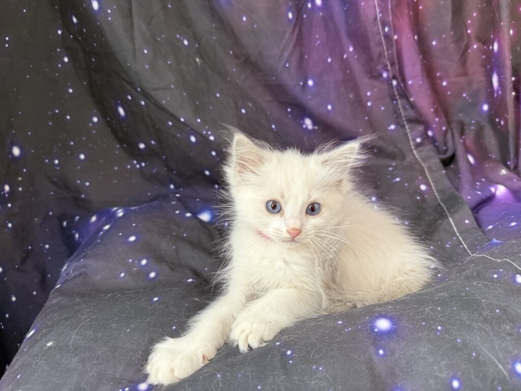 Ragdollkittens.co.uk