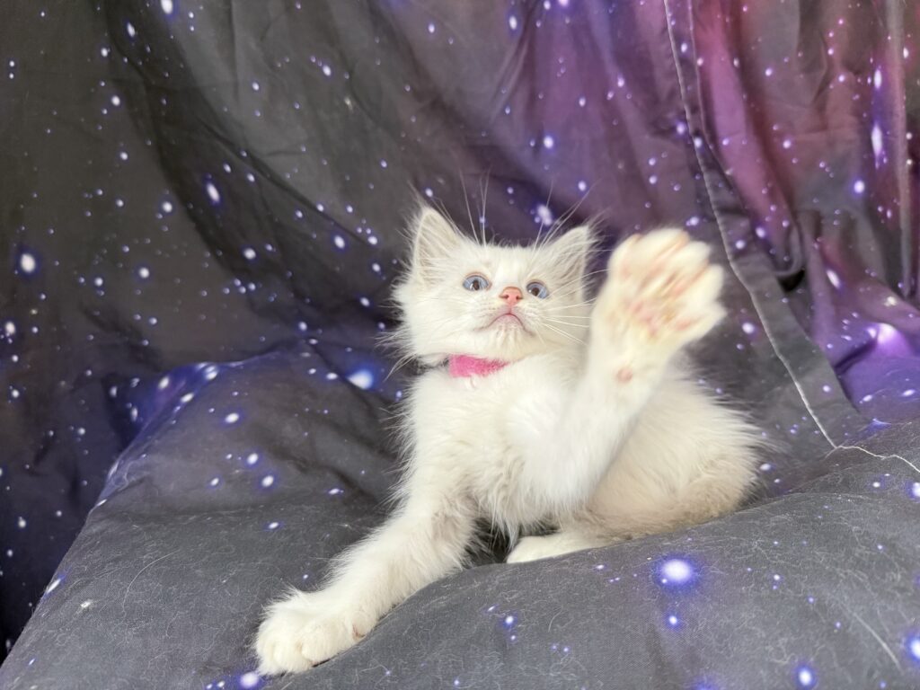 Ragdollkittens.co.uk