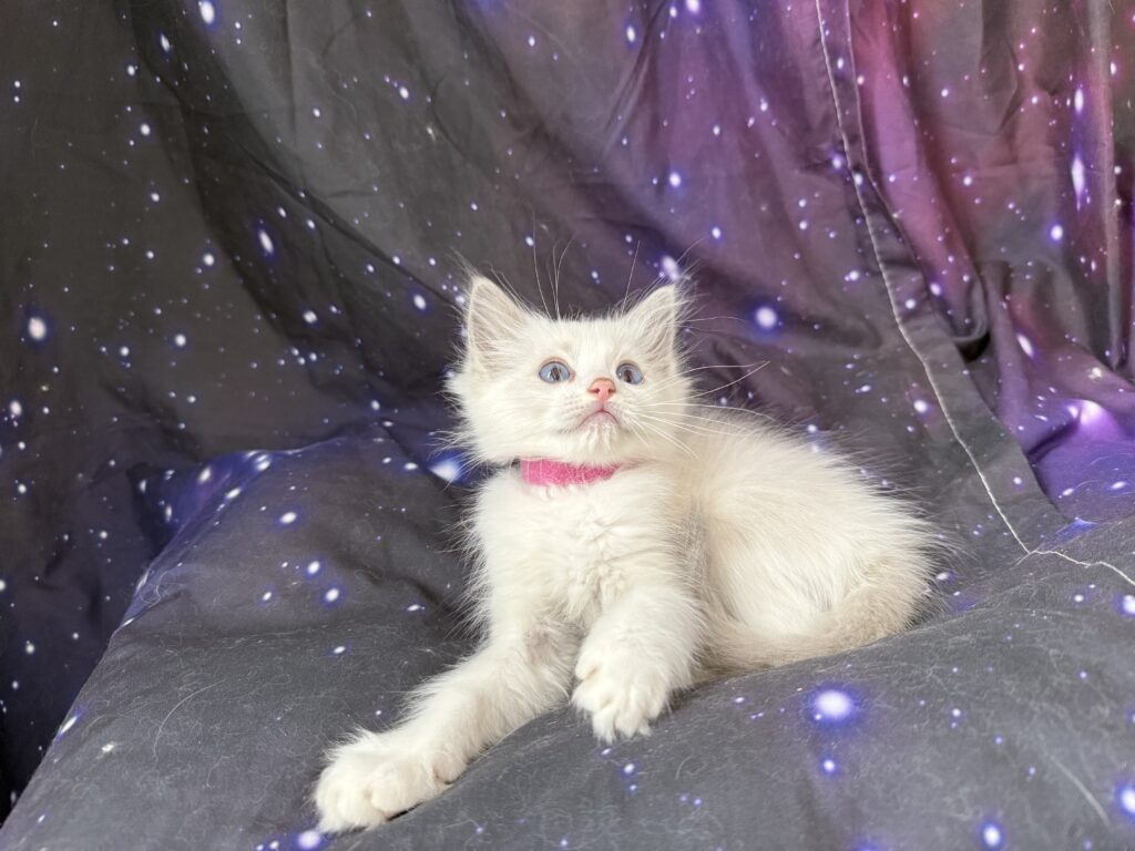 Ragdollkittens.co.uk