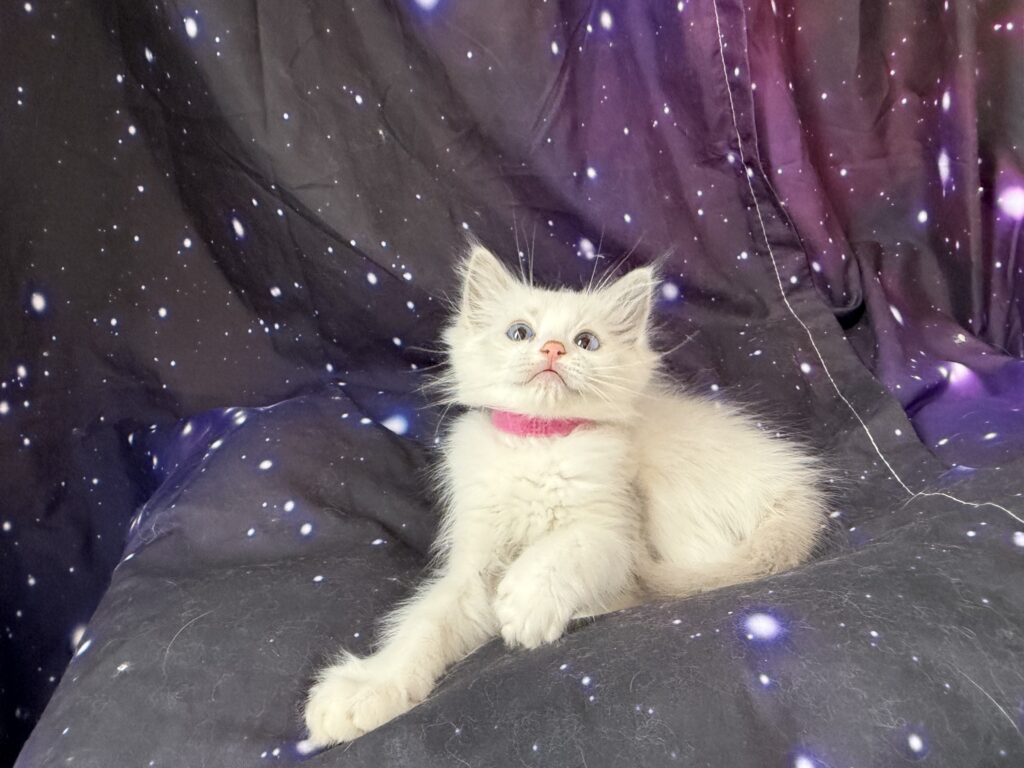 Ragdollkittens.co.uk