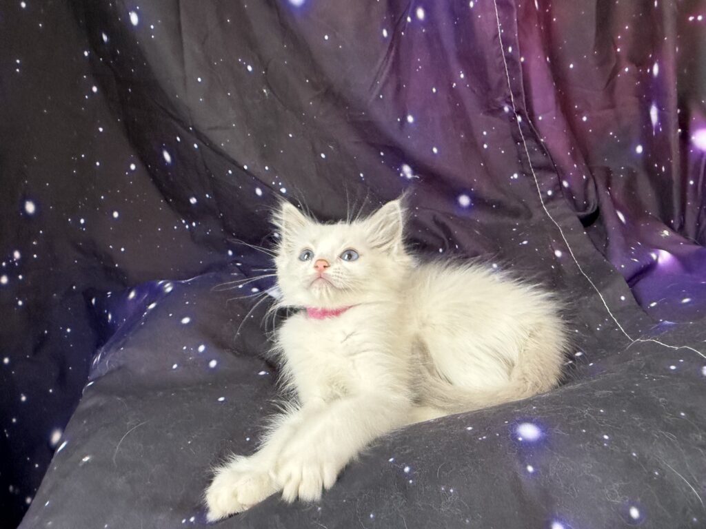 Ragdollkittens.co.uk