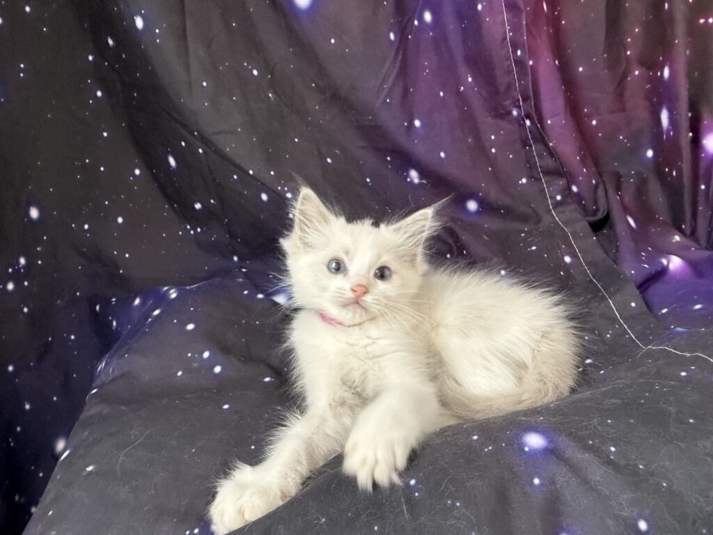 Ragdollkittens.co.uk
