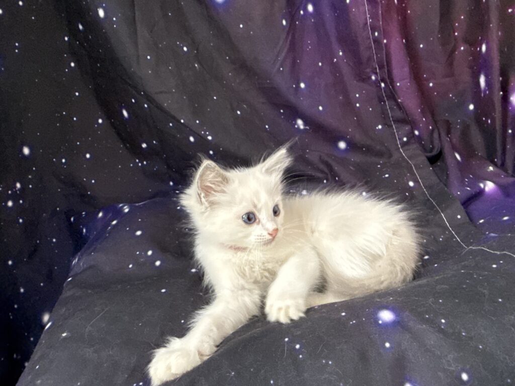 Ragdollkittens.co.uk